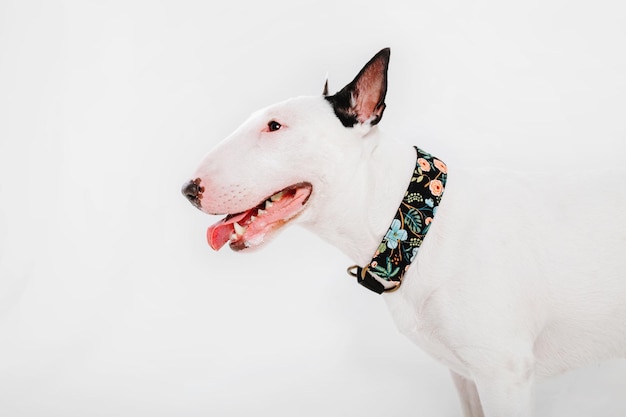 Ein Hund, der ein Halsband trägt, auf dem "das Halsband des Hundes" steht
