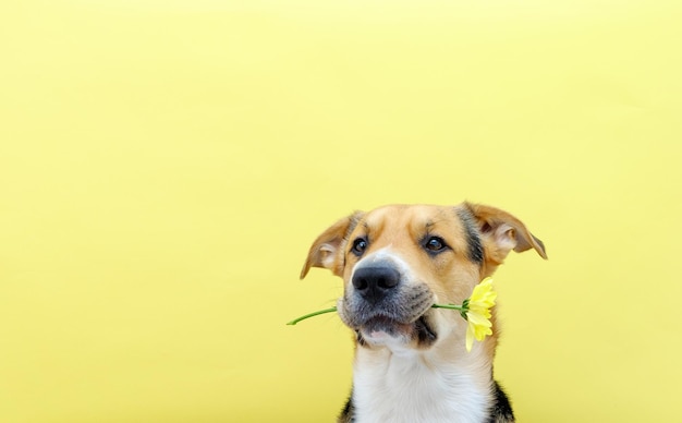 Ein Hund, der eine Blumenchrysantheme hält Glückwunsch zum Muttertag