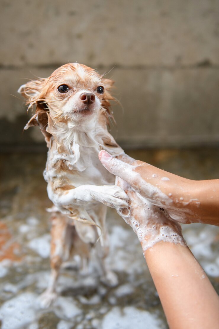 Ein Hund, der eine Dusche mit Seife und Wasser nimmt