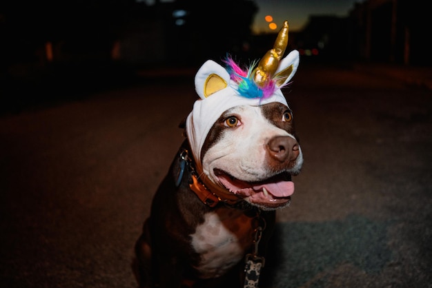 Foto ein hund, der einen einhornhut trägt