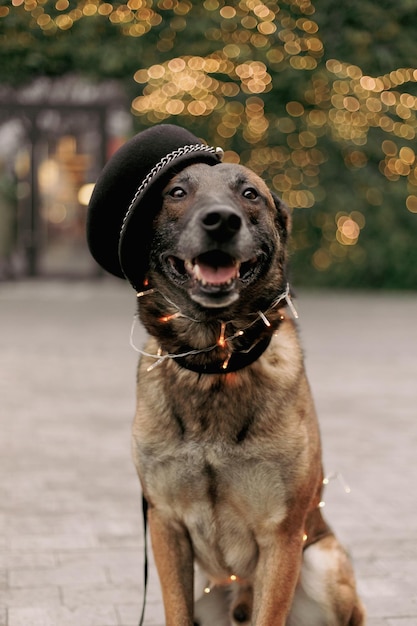 Ein Hund, der einen schwarzen Hut mit dem Wort Polizei darauf trägt.