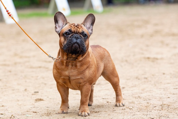 Ein Hund der französischen Bulldogge steht auf einem sandigen Feld