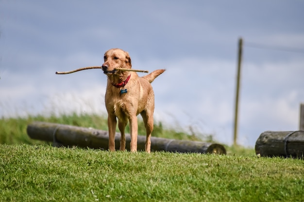 Ein Hund, der hölzernen Stock im Mund und Stellung auf dem Gras hält.