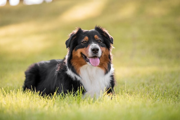 Ein Hund, der im Gras liegt