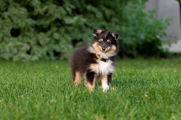 Ein Hund, der im Gras steht