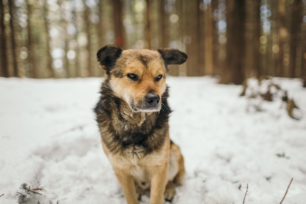 Ein Hund, der im Schnee steht