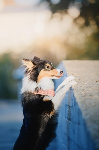 Ein Hund, der in die Kamera blickt