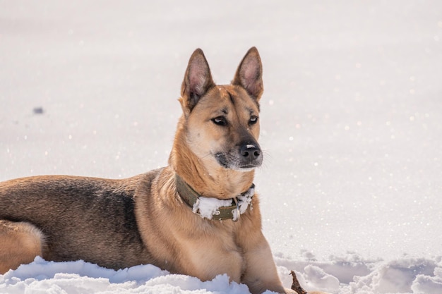 Ein Hund, der mit dem Schnee an seinem Halsband im Schnee liegt.