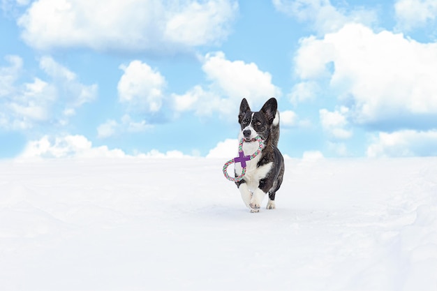 Ein Hund, der mit einem Spielzeug im Schnee läuft Welsh Corgi Pembroke Landschaftsnatur