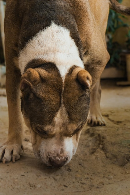 Ein Hund, der mit gesenktem Kopf am Boden schnüffelt.