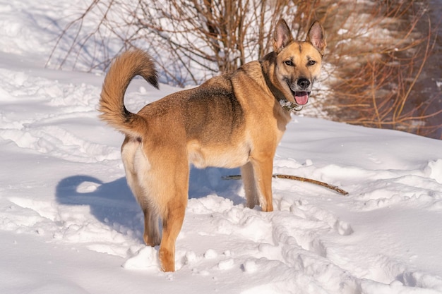 Ein Hund, der mit herausgestreckter Zunge im Schnee steht