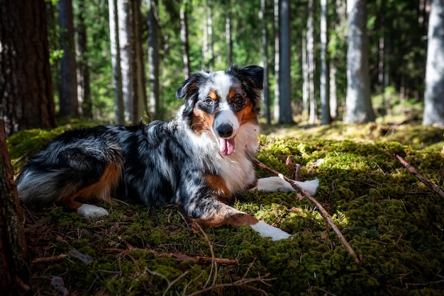 Ein Hund, der mit herausgestreckter Zunge im Wald liegt