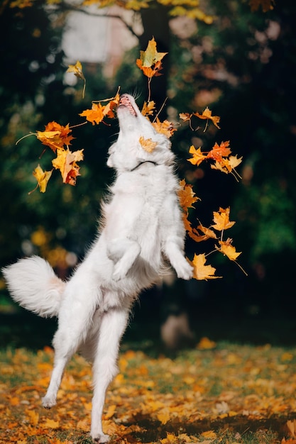 Ein Hund, der mit Herbstlaub spielt