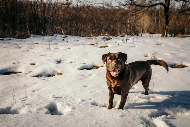 Ein Hund, der mit Schnee bedeckt ist