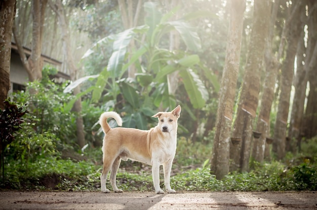 Ein Hund, der morgens am Wald steht