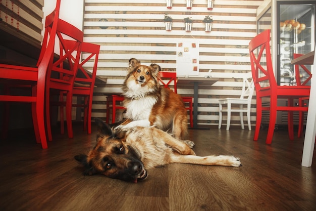 Ein Hund, der neben einem roten Stuhl auf dem Boden liegt.