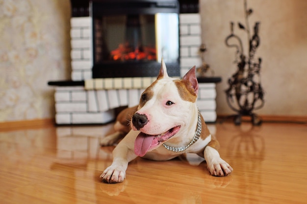 Ein Hund der Rasse American Staffordshire Terrier vor dem Hintergrund eines weißen Backsteinkamins.