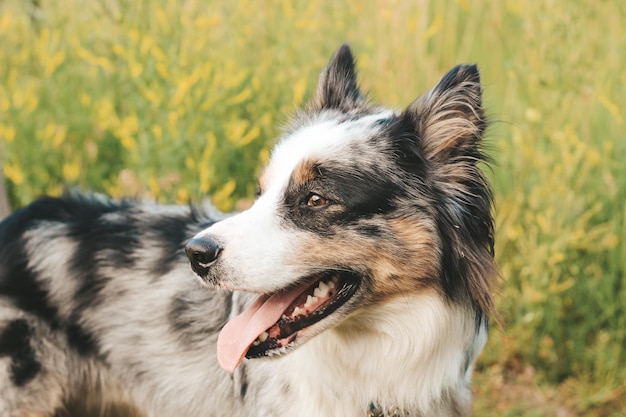 Ein Hund der Rasse Australian Shepherd mit braunen Augen auf einem Spaziergang in der Nähe