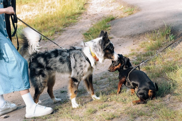 Ein Hund der Rasse Australian Shepherd spielt mit einem Dackel