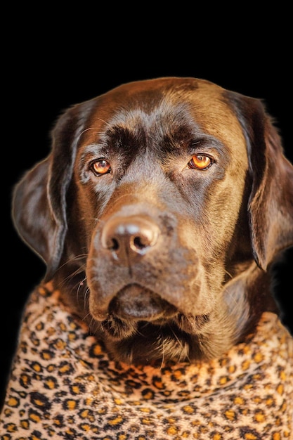 Ein Hund der Rasse Labrador in Kleidung mit Leopardenmuster Porträt eines Labrador Retriever Junior