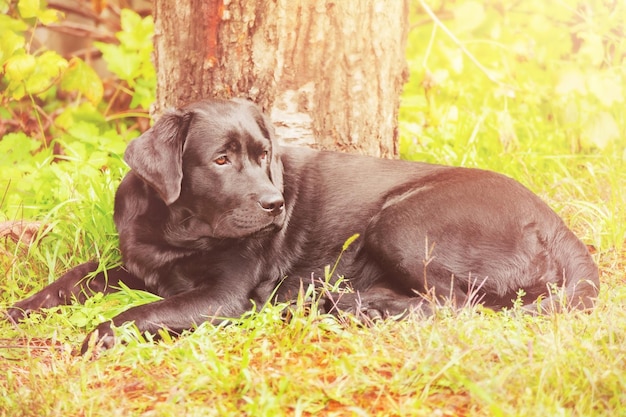 Ein Hund der Rasse Labrador Retriever liegt auf dem Gras Junior Labrador Welpe