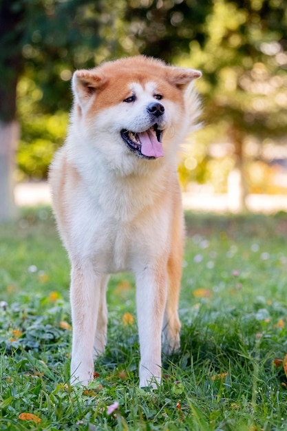 Ein Hund der Rasse Shibainu steht im Park auf dem Gras