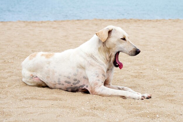 Ein Hund, der sich am Strand entspannt, Sommerkonzept