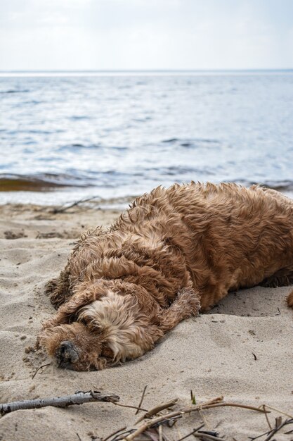 Ein Hund geht am Flussufer entlang