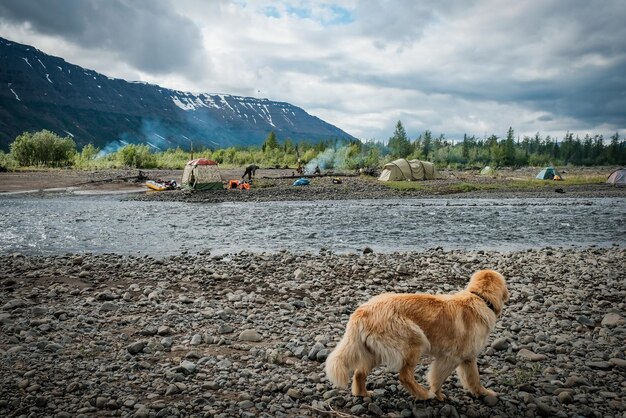 Foto ein hund geht an einem fluss entlang, im hintergrund ein berg.