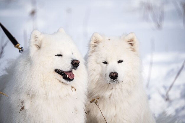 Ein Hund husky läuft im Schnee