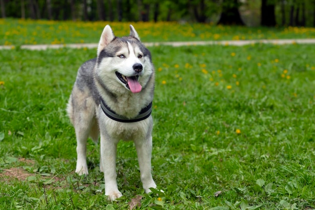 Ein Hund im Husky-Geschirr steht vor dem Hintergrund des grünen Grases im Park