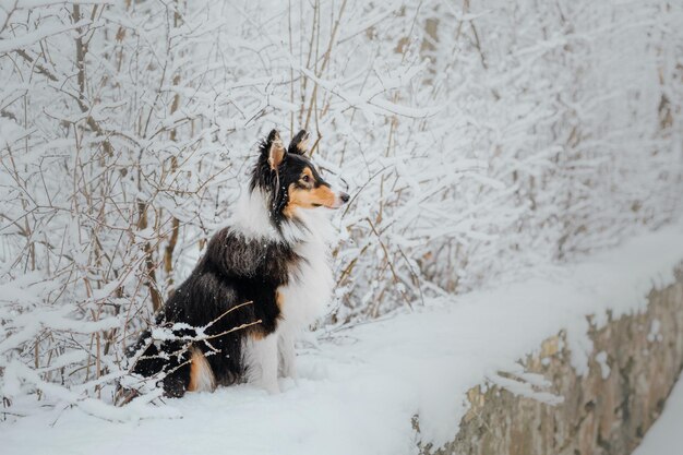 ein Hund im Schnee