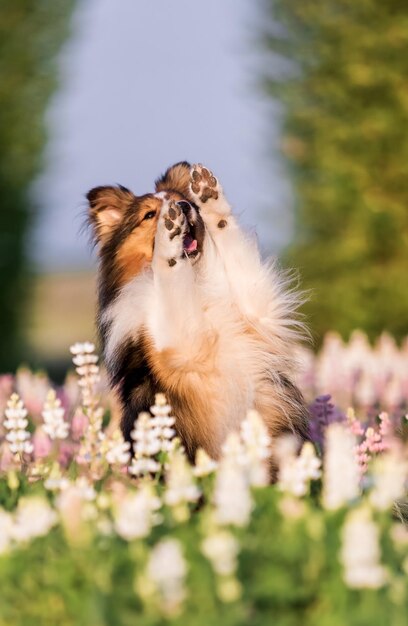 Ein Hund in einem Blumenfeld