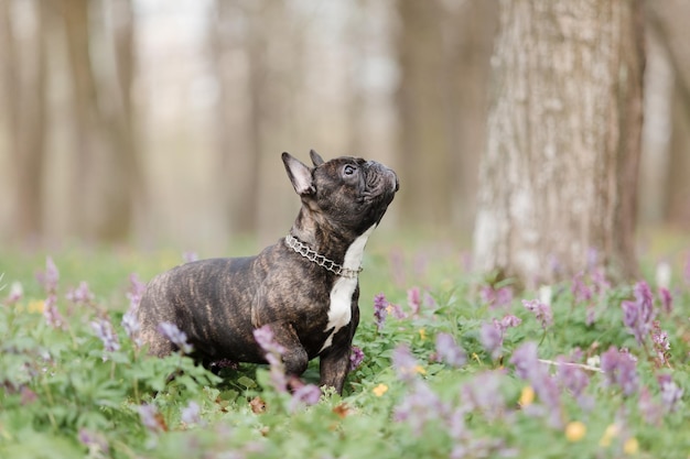 Ein Hund in einem Blumenfeld