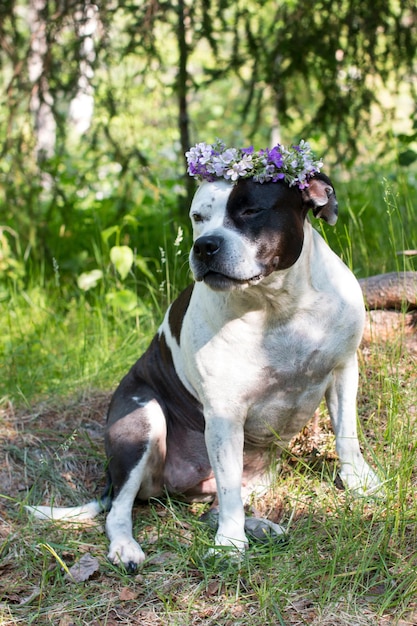 Ein Hund in einem Blumenkranz sitzt in der Natur. Schöner amerikanischer Staffordshire Terrier