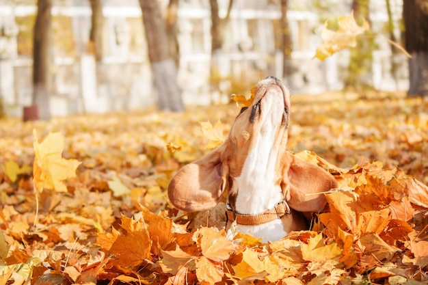 Ein Hund in einem Haufen Herbstlaub