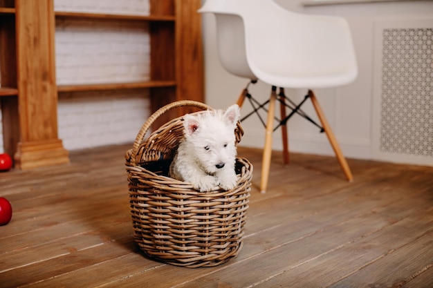 Ein Hund in einem Korb