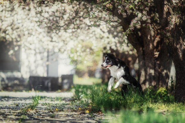 Ein Hund in einem Park mit Blumen aus den Grund