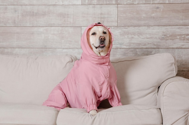 Ein Hund in einem rosa Pullover sitzt auf einer Couch