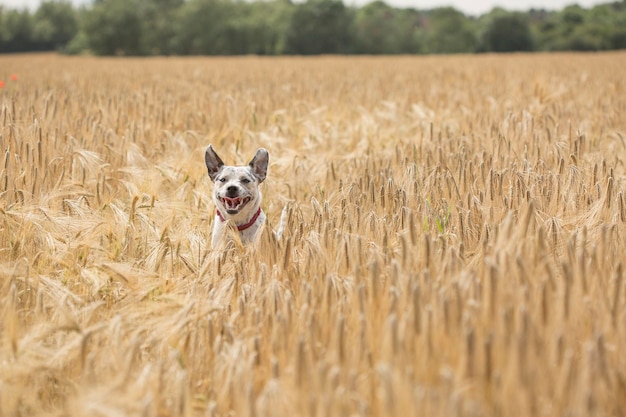 Foto ein hund in einem weizenfeld