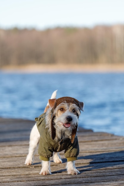 Ein Hund in grüner Jacke und Hut steht auf einer Holzbrücke über dem Wasser vor dem Hintergrund des blauen Meeres und des Waldes Militärisches Konzept