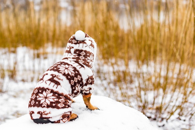 Ein Hund in Winterkleidung sitzt bei Schneewetter gegenüber dem Fluss. Haustier für einen Spaziergang im Winter.