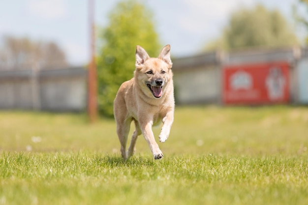 Ein Hund läuft auf einem Feld mit einem Schild mit der Aufschrift „Hundepark“