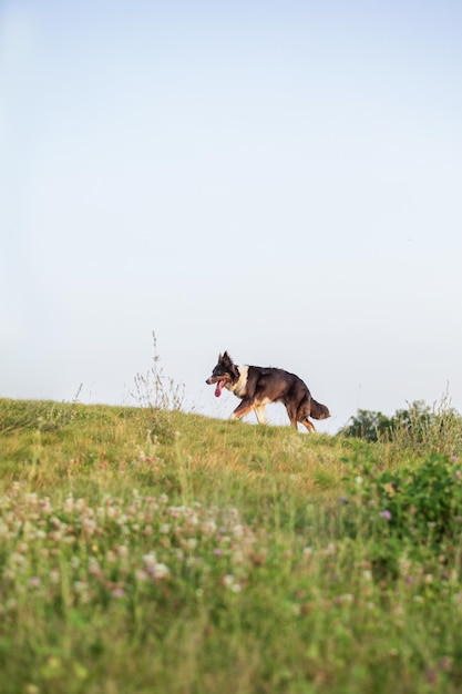 Ein Hund läuft auf einem Feld mit Himmelshintergrund