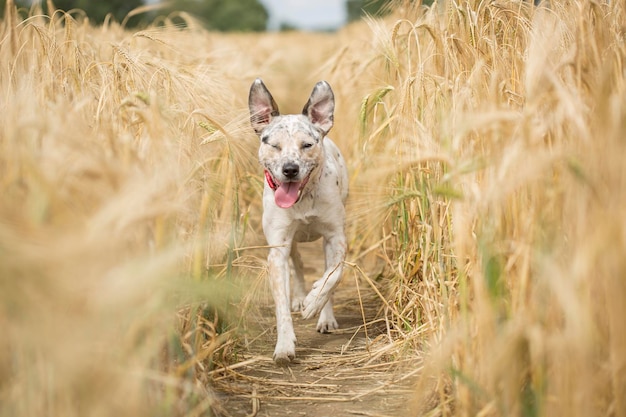 Foto ein hund läuft durch ein weizenfeld.