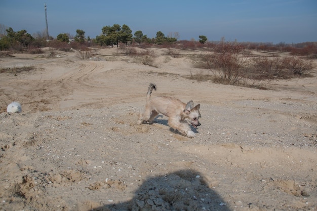 Ein Hund läuft im Sand