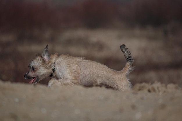 Ein Hund läuft mit erhobenem Schwanz im Sand.