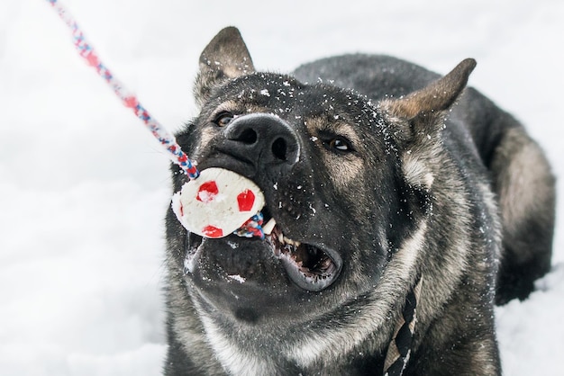 Ein Hund mit einem Ball im Maul