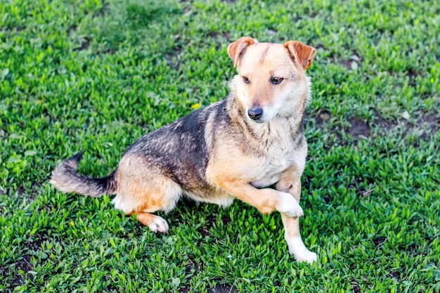 Ein Hund mit einem gebrochenen Bein sitzt im Gras