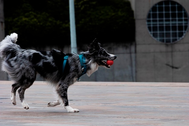 Ein Hund mit einem roten Ball im Maul